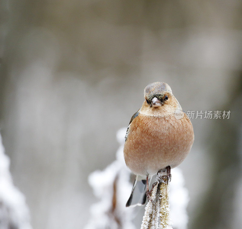 冬天的苍头燕雀(Fringilla coelebs)